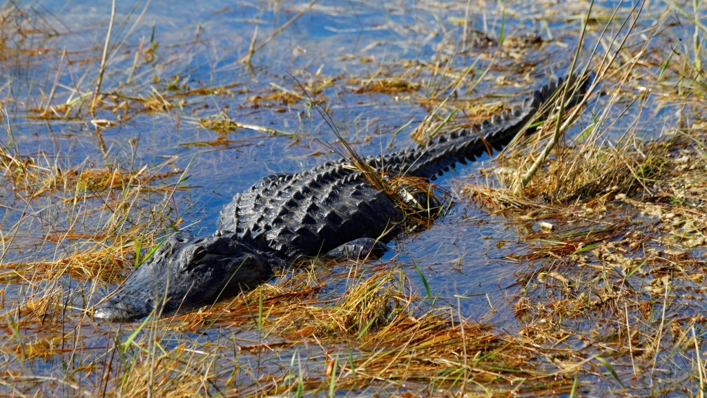 02 - Everglade NP (43).jpg